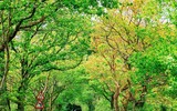Ngắm những vòm cây đẹp như cổ tích ở Hà Nội